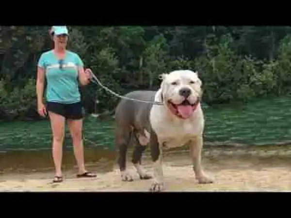 Video: Top 10 Mastiff Dogs